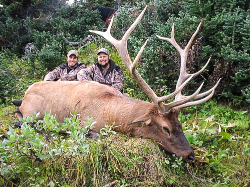 Elk 1