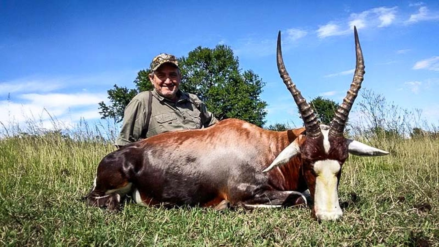 Blesbok