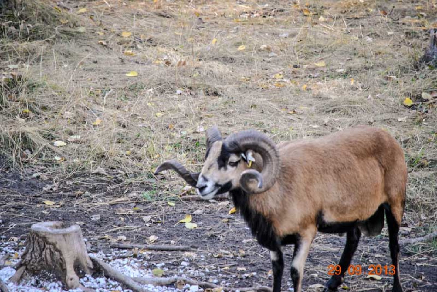 Corsican Ram 1