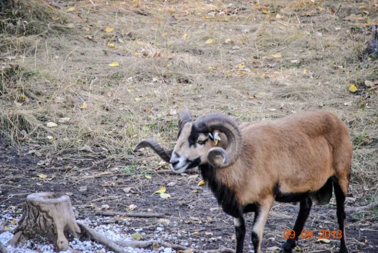 Corsican Ram 1