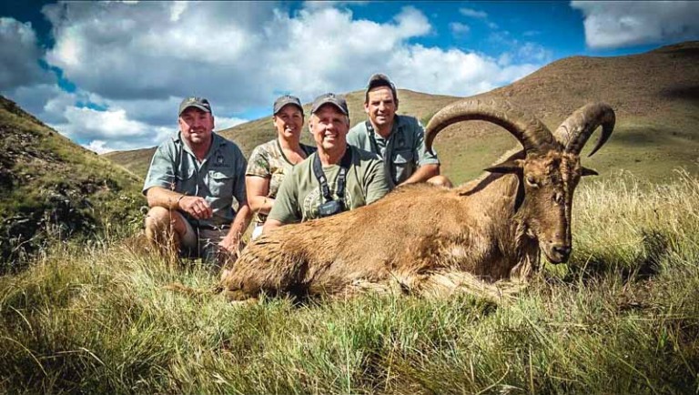 Barbary Sheep