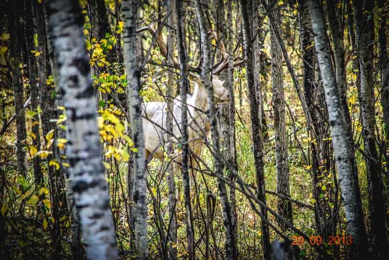 White Russian Elk 1