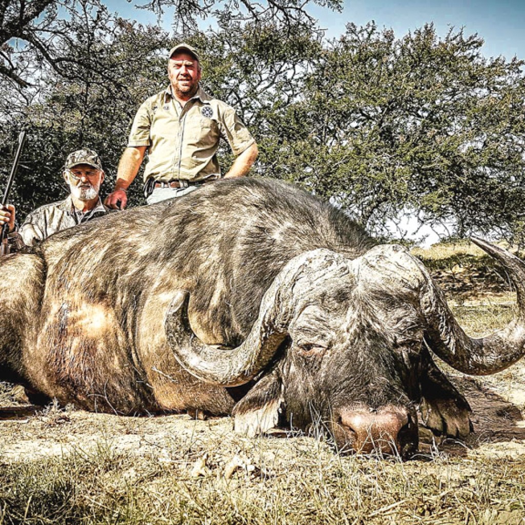 Cape Buffalo