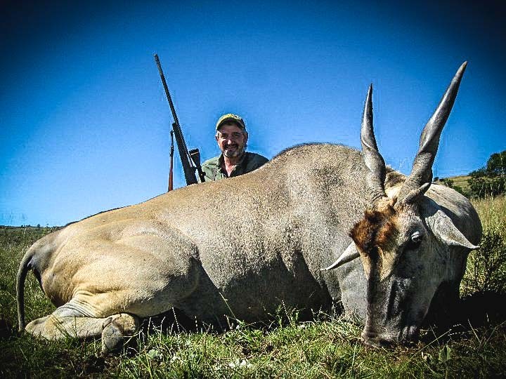 Cape Eland 2