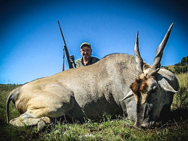 Cape Eland 2