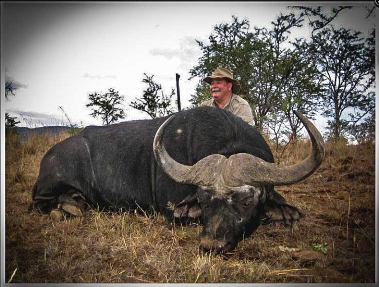 Cape Buffalo 2