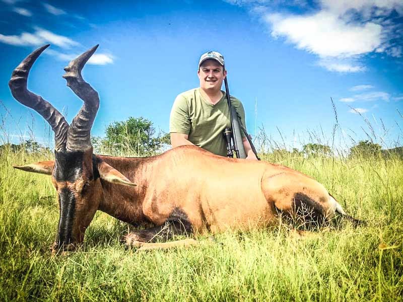 Red Hardebeest