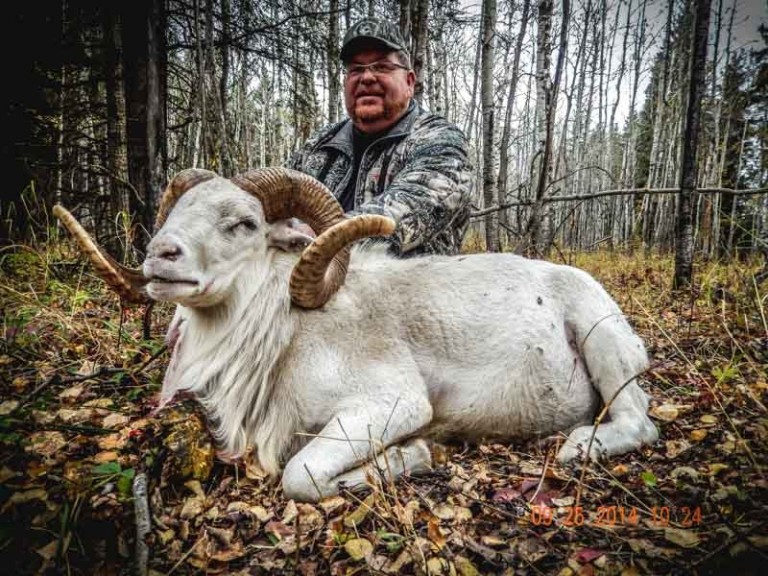 Texas Dall Ram Vantage Point Hunting