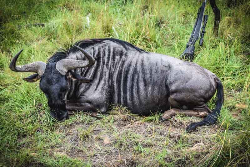 Blue Wildebeest