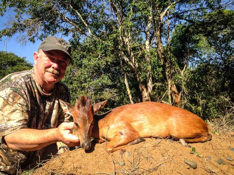 Red Duiker