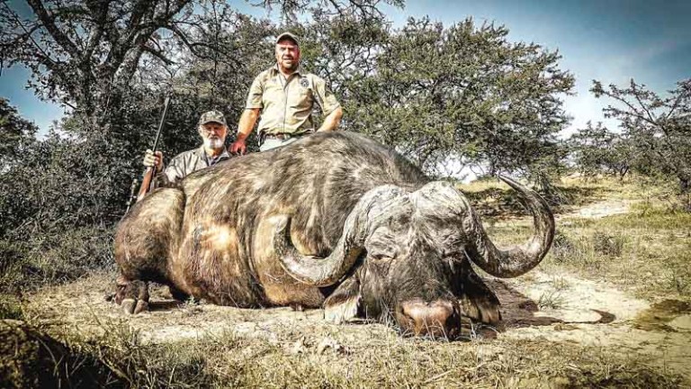 Cape Buffalo 1